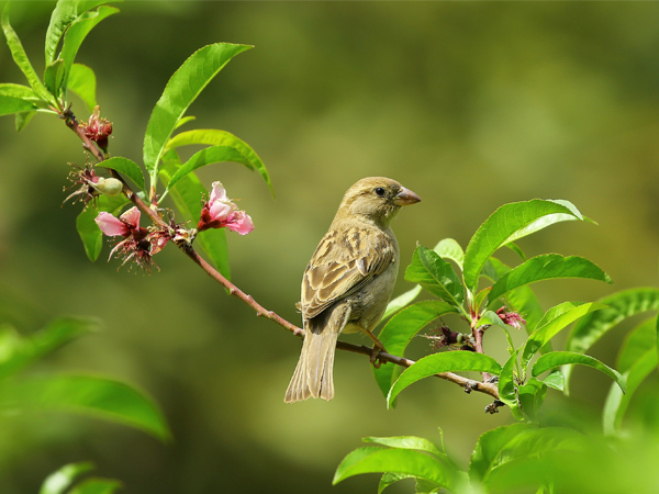 bird-home-page
