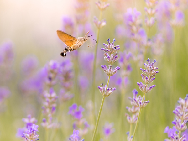 butterfly-home-page